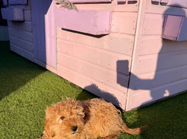 1 beautiful apricot f1 cockapoo boy available