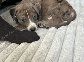 Rehoming my 9 week old pup