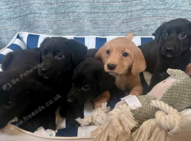 Stunning labs ready now