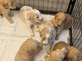 8 beautiful Goldendoodle puppies