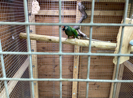 Looking for a male illiger