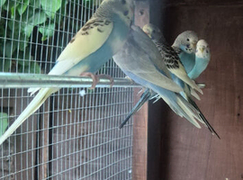 Young budgies available