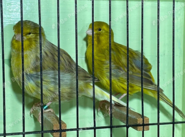 Border show canary pair