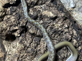 Trinket Snake at Birmingham Reptiles