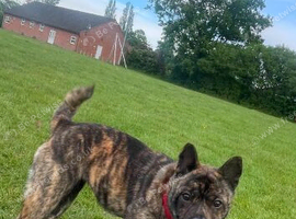 CHOW CHOW CROSS FRENCHIE