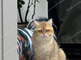 Pedigree British Shorthair