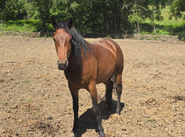 Saffie 14.2hh 3 year old