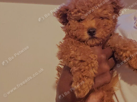 Toy poodle