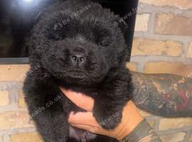 Chow chow puppies for sale