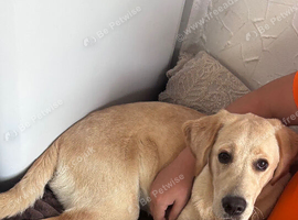Labrador girl