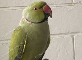 Ringneck male
