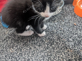 Mixed mini cat