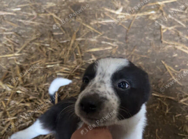 Border collie pups
