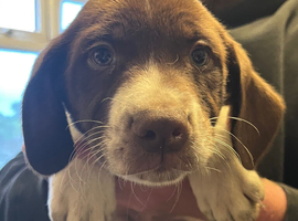 Cocker spaniel cross