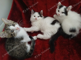 3 Beautiful kittens
