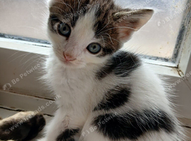 Maine coon cross