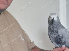 African grey