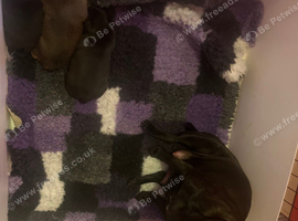 Best brindle pup in the UK