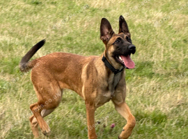 Mali/Dutch Female 7 Months Old BRN 56036