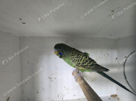 Male black face split black wing budgie