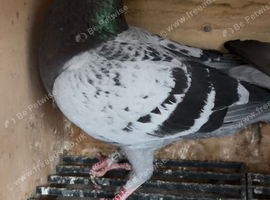 Quality racing pigeons for sale in Glasgow