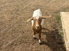 Two goats for sale - one female and one wether