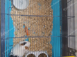 Female guinea pig + cage + food