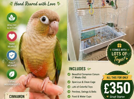 Cinamon conure, rehoming