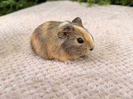 Beautiful baby boar