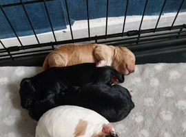 Cockapoo beautiful waiting for there forever home they 2 wk old