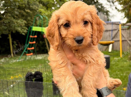6 STUNNING COCKAPOO PUPPIES BLACK AND GOLDEN