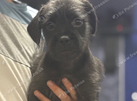 Ready Now LAST BOY French bulldog x cockapoo