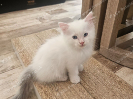 Pure Ragdolls