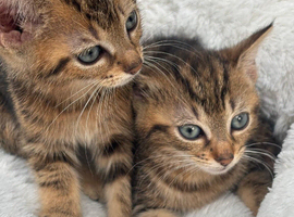 Female kittens