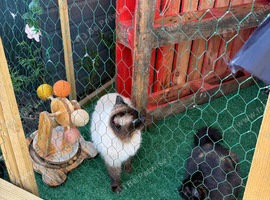 Male Ragdoll