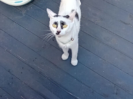 Beautiful white and black female cat.