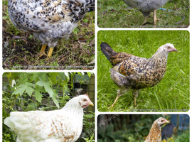 SWEDISH FLOWER HEN - VARIOUS PULLETS - RARE LANDRACE BREED