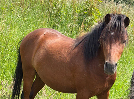3yr old Welsh section a colt