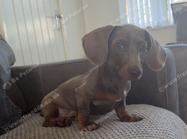 Male Miniature Dachshund
