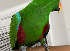 Tame and talkative eclectus parrot