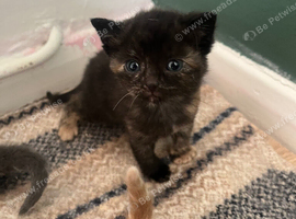 Ready to leave kitten