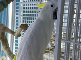 Male sulphur crested cockatoo