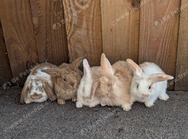 Lion lop bunnies for sale x 5