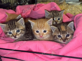 Kittens