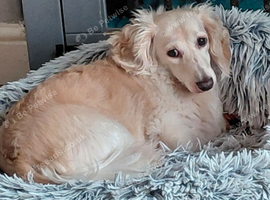 Daschund longhaired