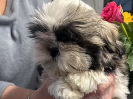 Shih tzu male healthy puppie