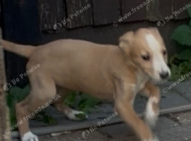 Beautiful Lurcher puppies