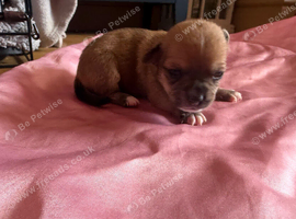 Chihuahua x min pin puppies craigavon area