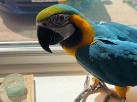 Blue and gold macaw