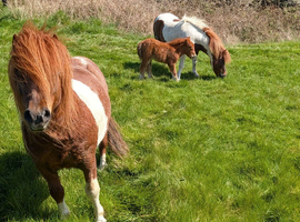 Miniature Shetland family. Mum and Dad with New born Filly at foot